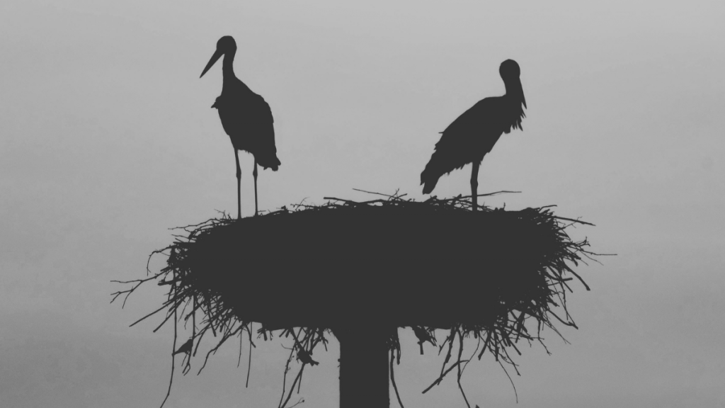 Zwei Störche im Nest – Symbol für Geburt, Familie und neues Leben